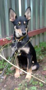 Метис овчарки в добрые руки.