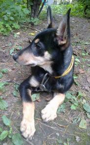 Метис овчарки в добрые руки.