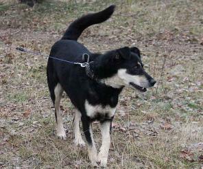Плакса - замечательный друг из приюта в дар.