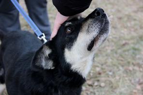 Плакса - замечательный друг из приюта в дар.