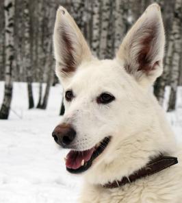 ����������, �������� � ������� �� ������ � ���