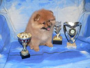 щенки шпица рыжий и черный