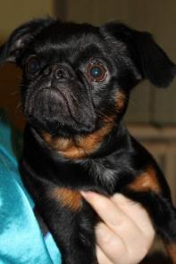 Супер щеночки Пти Брабансон (Гриффон)