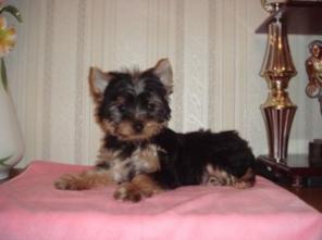 ��������� ����� ������������ �������