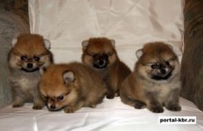 ���� ��������� ������� � ��� ���