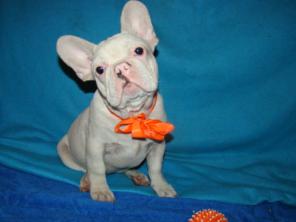 ����������� ������� ����������� �������