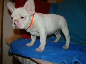 ����������� ������� ����������� �������