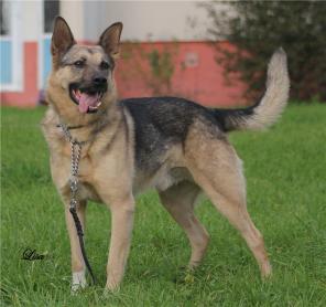 Молодой задорный метис овчарки ищет хозяина.