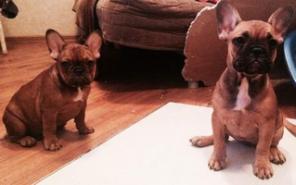 ����� ������������ �������� �������� ������