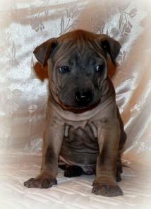 ����� ������ ������� �������.