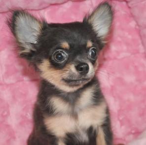 �������� ������� ������� ������