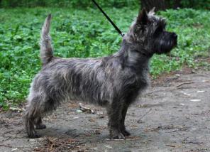 ����� ����-������� ��� ������