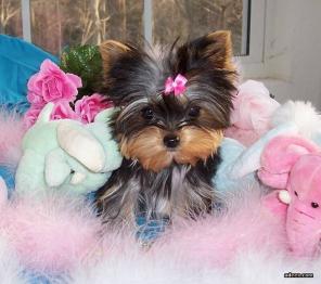 ���� ����� ��������� ����