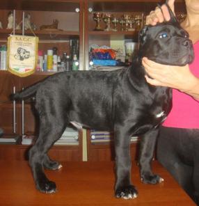 Щенки кане корсо всероссийского клуба и из Италии