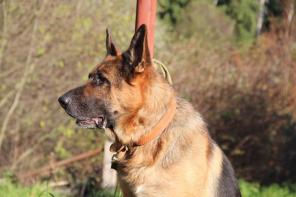 Ищем достойный дом для породного кобеля немецкой овчарки.