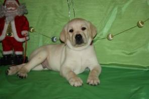 Хотите такого красавца? Звоните! Будете гордиться!