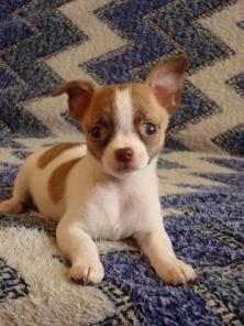 Чихуа-хуа, белая с тигром, трёхцветная-мини, РКФ.