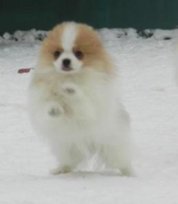 ����� �����, ������