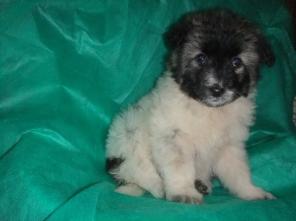 �������-������� �������