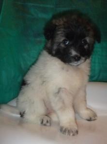 �������-������� �������