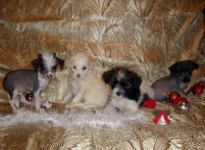 ����� ��������� �������� ������