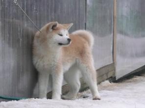 �����-��� ������������� �����