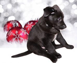 Ищет хозяина щенок Лара, 2,5 мес. В дар.