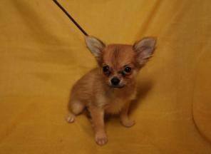Элитные щенки Чехуахуа и Той терьера