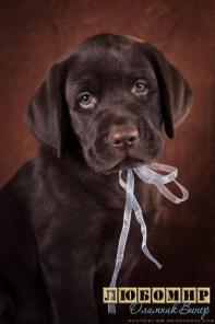 ����� ���������