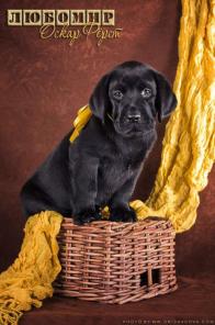 ����� ���������