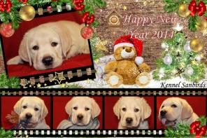 ����� ���������-���������