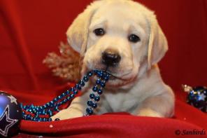 ����� ���������-���������