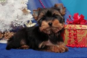 ����������� �����