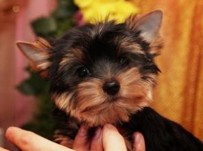 ����������� �����