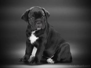 ���� ����� ������� ����� �� ���������