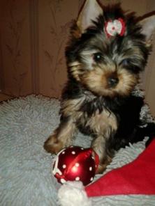 Продаются щенки йоркширского терьера