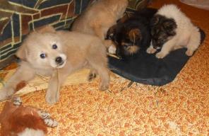 Очаровательные щеночки в добрые руки