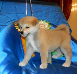 ����� �������� �����