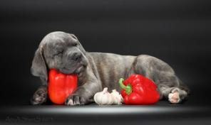 Кане корсо щенки от чемпионов с раб. кач. окд зкс