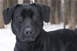 Щенок лабрадор, девочка Мася 8 месяцев ищет новую семью.