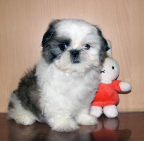 щенок ши-тцу девочка
