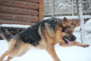 Молодой овчар ищет дом
