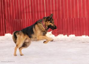 Молоденький овчарик ищет дом.