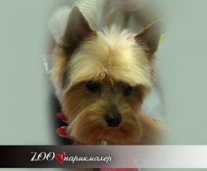 Зоосалон "ЗооПарикмахер" - стрижка собак и кошек!
