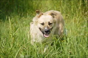 Пушистый медвежонок Ширхан ищет хозяина!