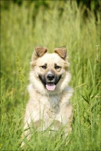 Пушистый медвежонок Ширхан ищет хозяина!