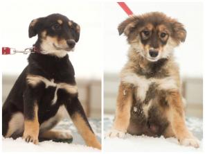 Красивые щенки в дар!