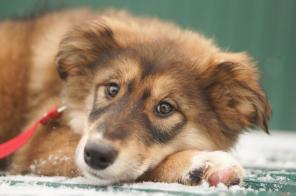 Красивые щенки в дар!