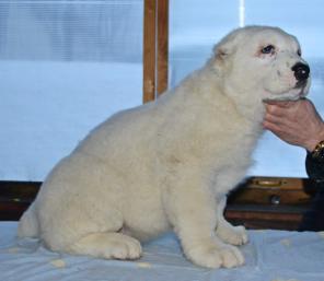 ����� ��������������� ������� (������) ��������.