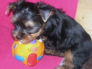 щенки йоркширского терьера отлично выращены